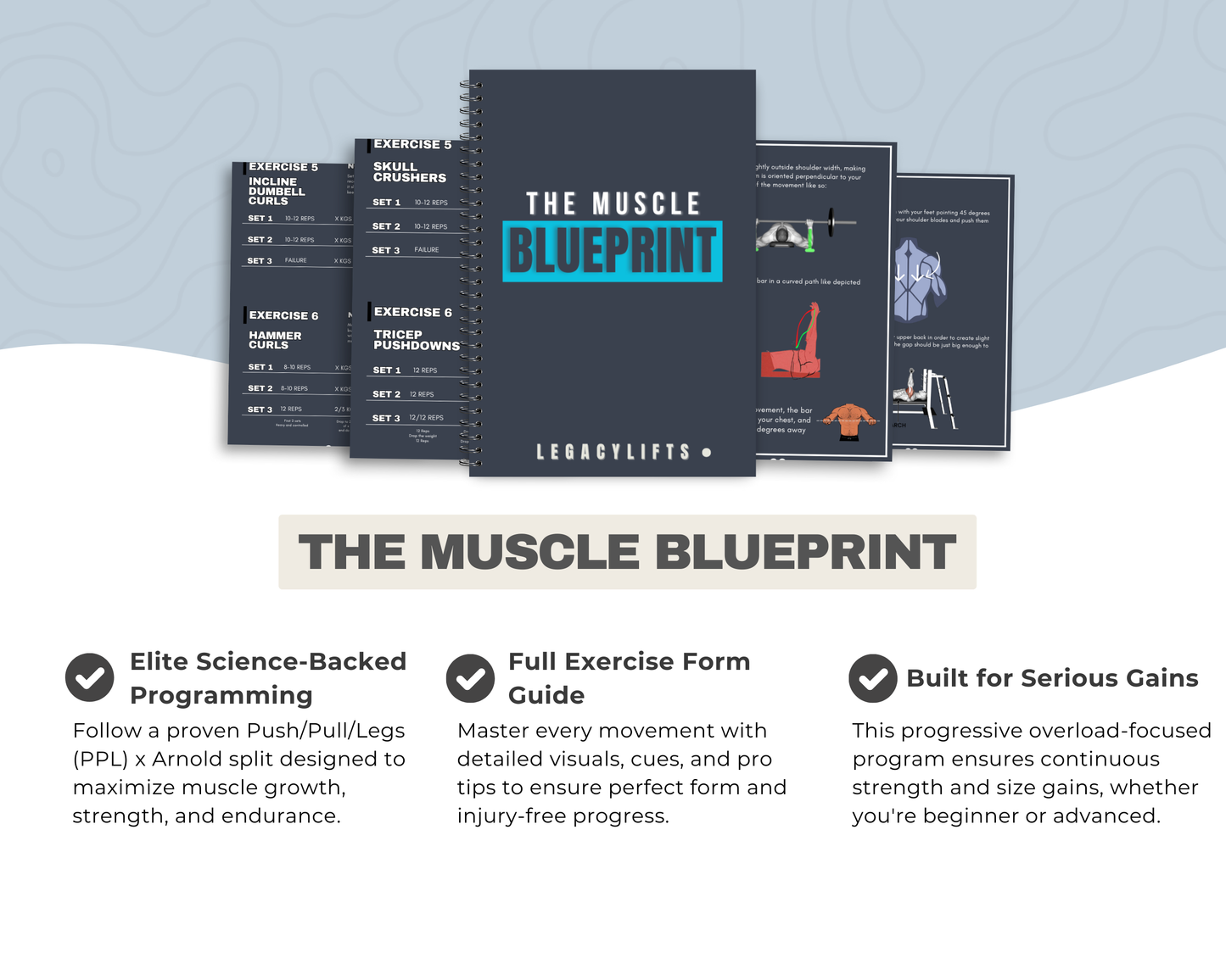 The Muscle Blueprint